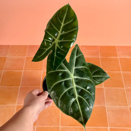 Alocasia ‘Morocco’ in a 4-inch pot with dark green arrow-shaped leaves and pink petioles.