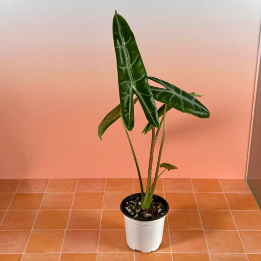 Alocasia longiloba in a 4-inch pot with elongated arrow-shaped green leaves and soft silver veins.