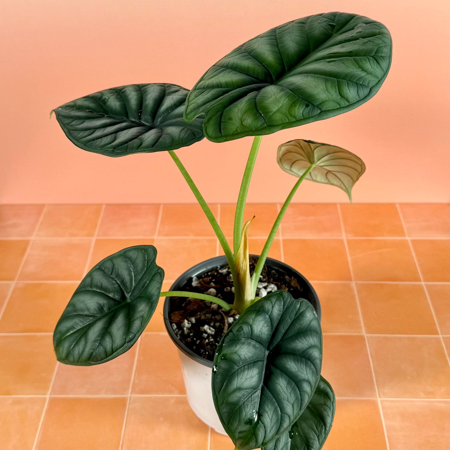 Alocasia baginda ‘Dragon Scale’ showing textured surface and scale-like veining pattern.