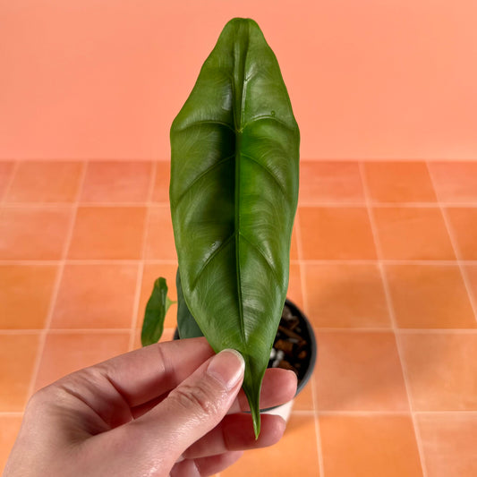 Close-up of Alocasia venusta leaf showing glossy dark green color and fine, elegant venation.