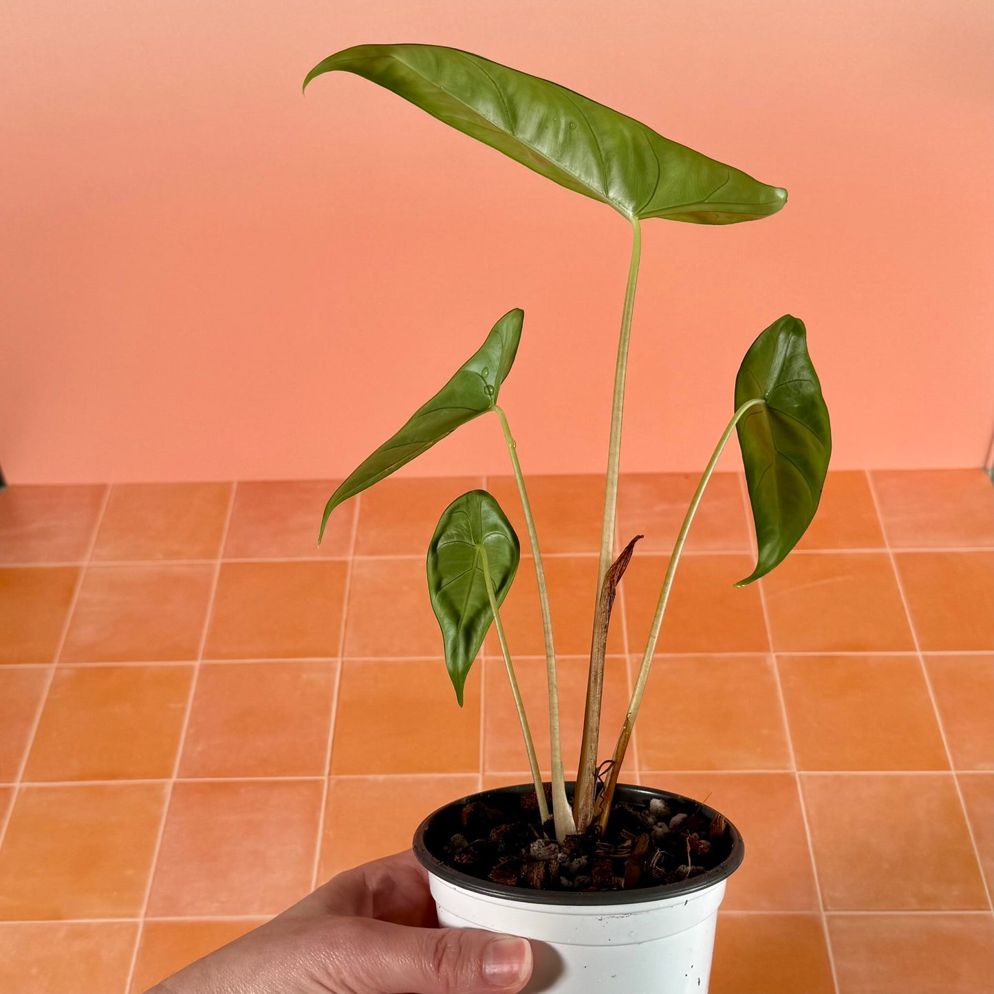 Alocasia venusta in a 4-inch pot with narrow, deep green leaves and smooth, satin-like surface.