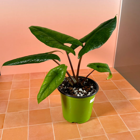 Alocasia scalprum with narrow, deep green leaves and subtle metallic sheen, grown in a 5-inch nursery pot.