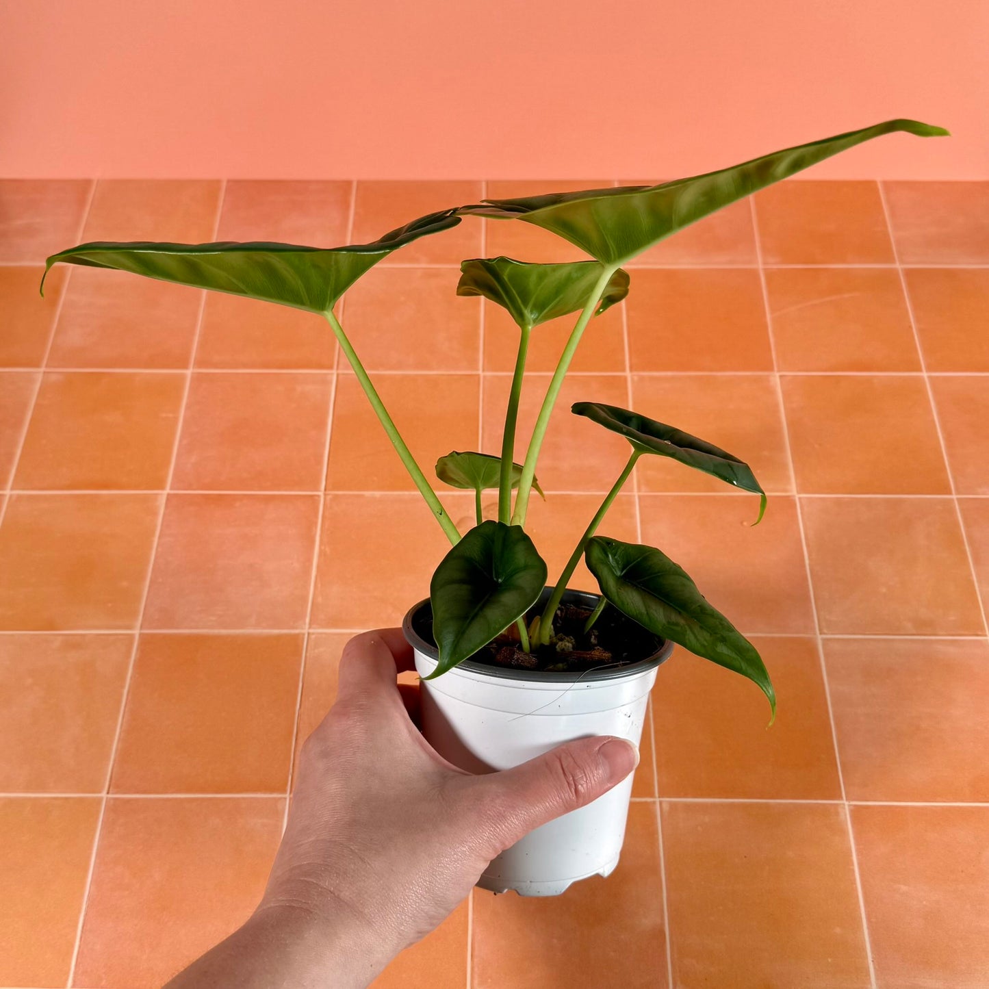 Alocasia reversa in a 4-inch pot with silvery-green leaves and dark central markings.
