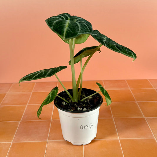 4-inch Alocasia ‘Ninja’ showing compact growth and rich green foliage with silver veining.