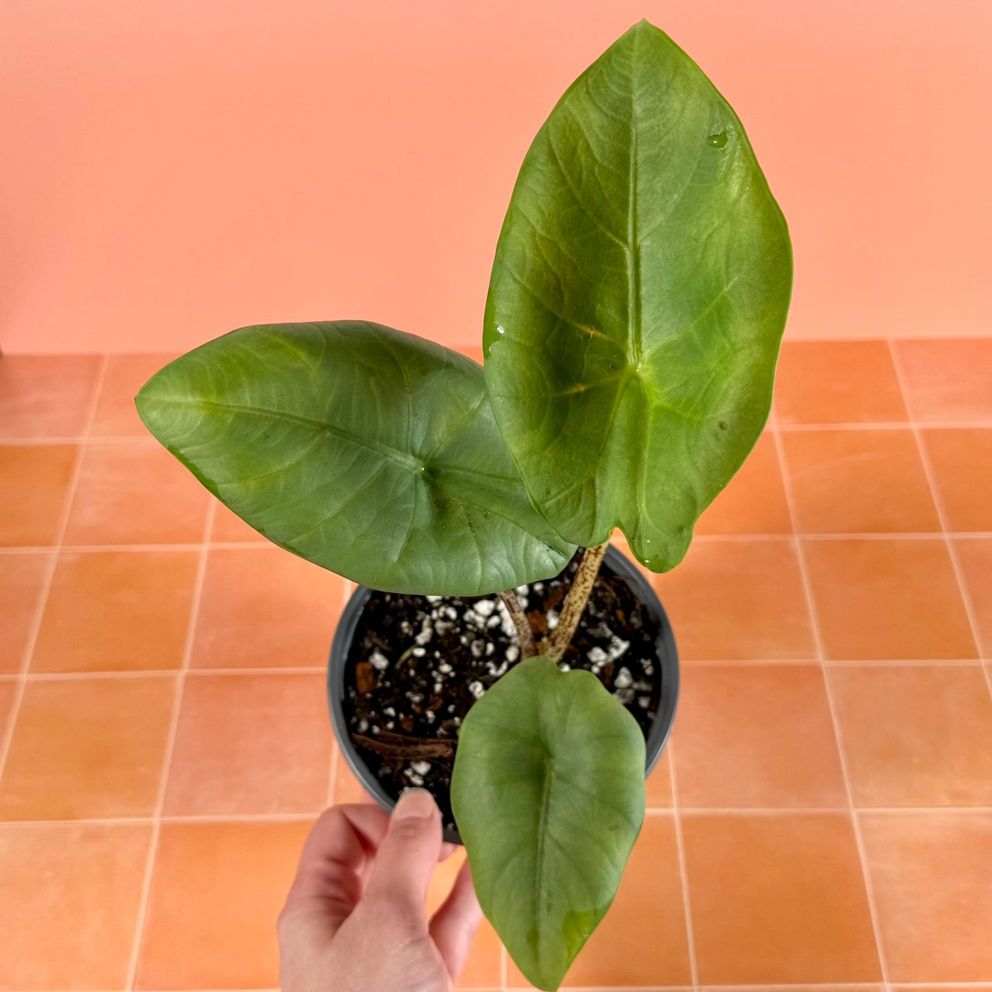 5-inch Alocasia ‘Blue Dragon’ showing upright growth and thick, textured foliage with soft bluish sheen.