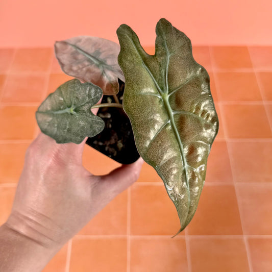 Alocasia ‘Polly’ Pink Ghost (Mint) in a 3-inch pot with soft green, pink and mint variegated leaves
