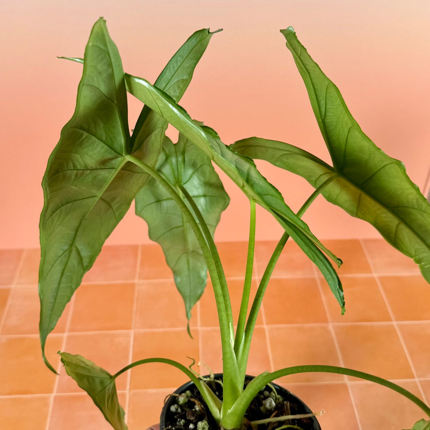 4-inch Alocasia heterophylla ‘Dragon’s Breath’ showing upright growth and elongated silvery foliage.