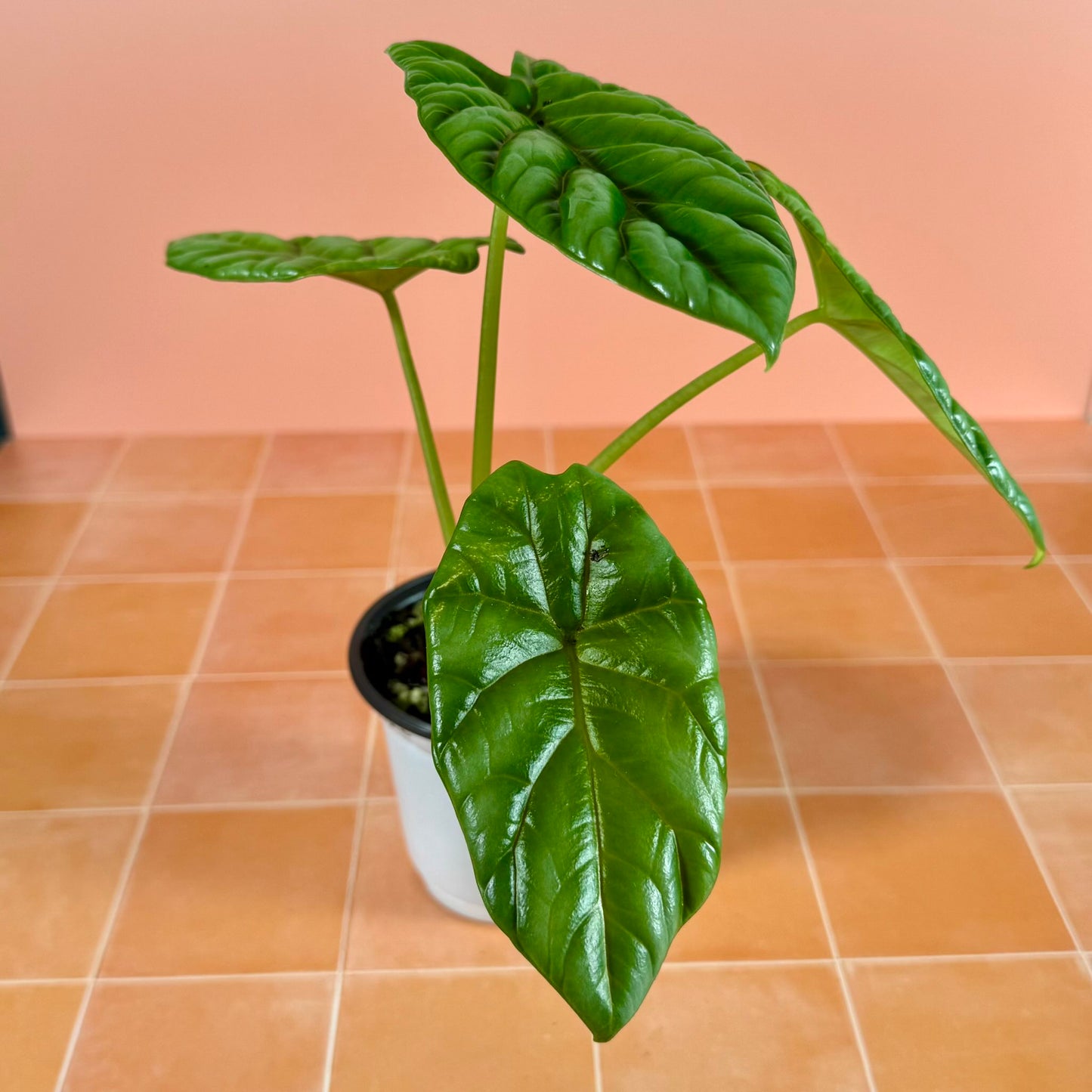 Alocasia sinuata in a 4-inch pot with glossy, metallic green leaves and rippled texture.