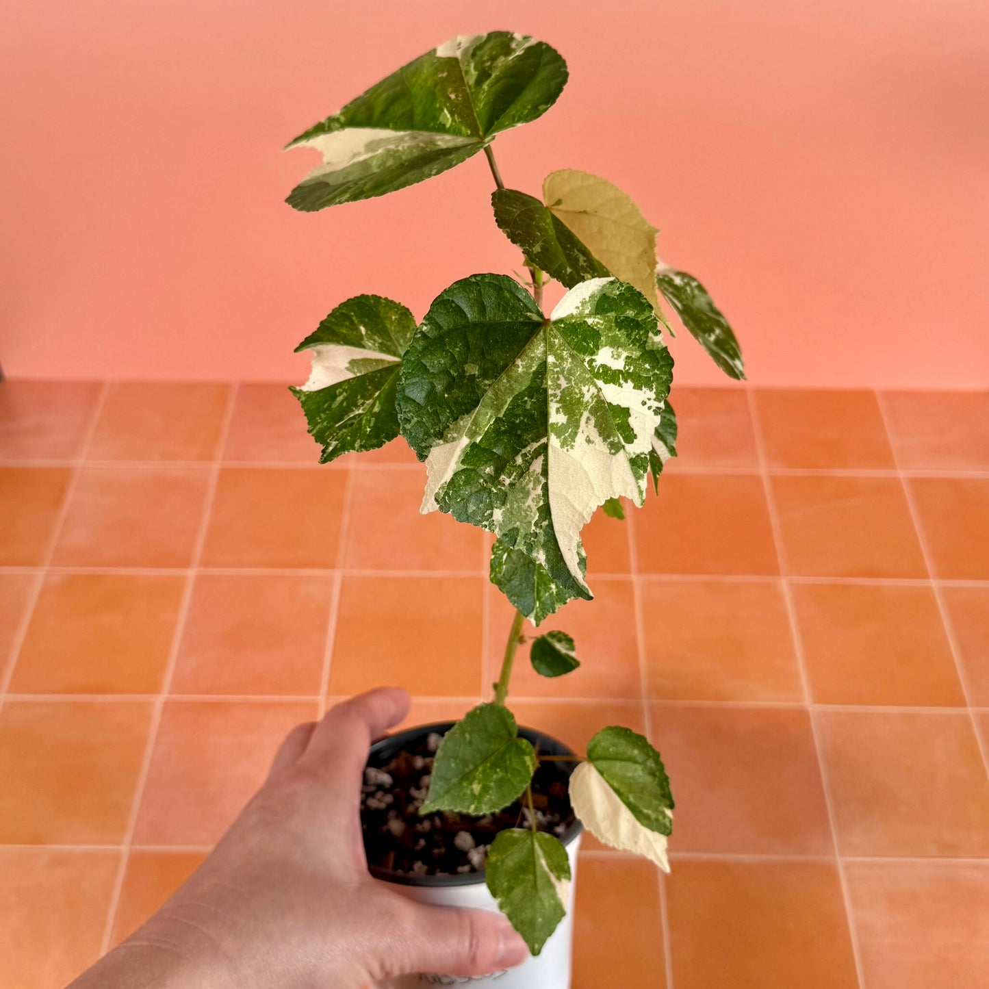ariegated Hibiscus (Mahoe) in a 4-inch pot with green and white marbled leaves.