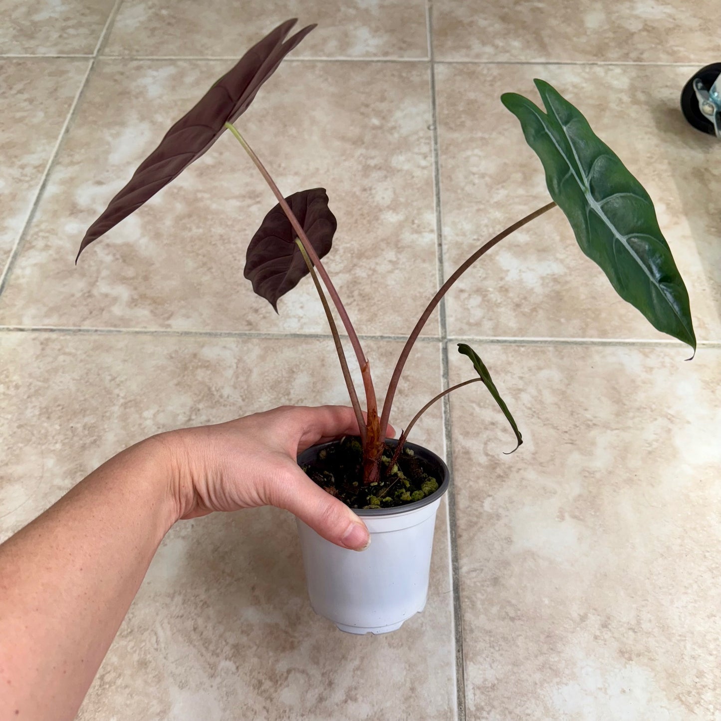 4" Alocasia chantrieri
