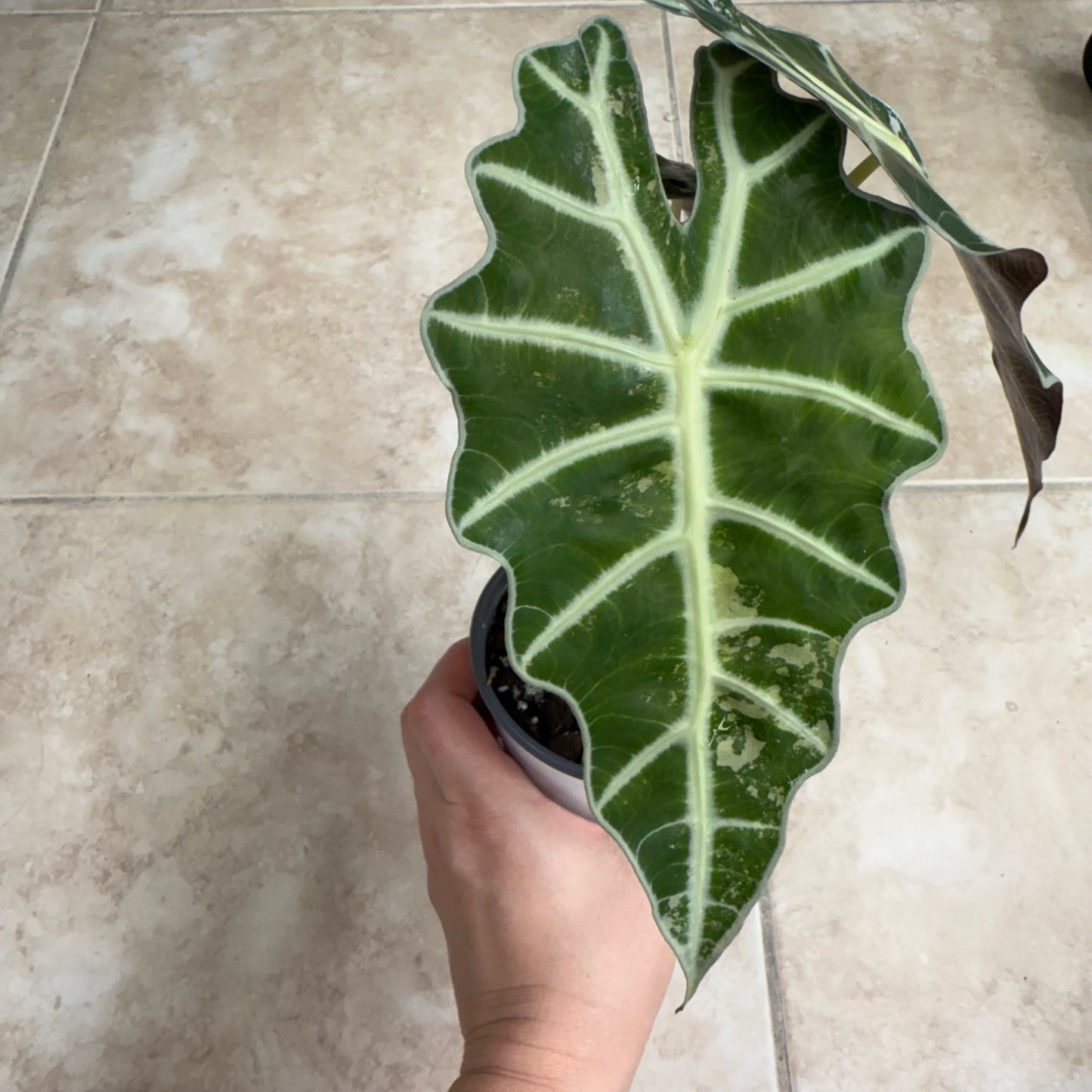 4" Alocasia 'Polly' Pink Variegated - Low Color