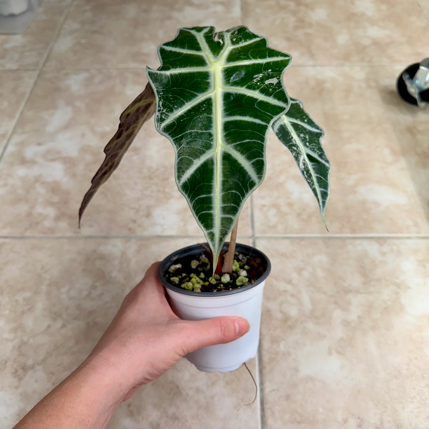 4" Alocasia 'Polly' Pink Variegated - Low Color