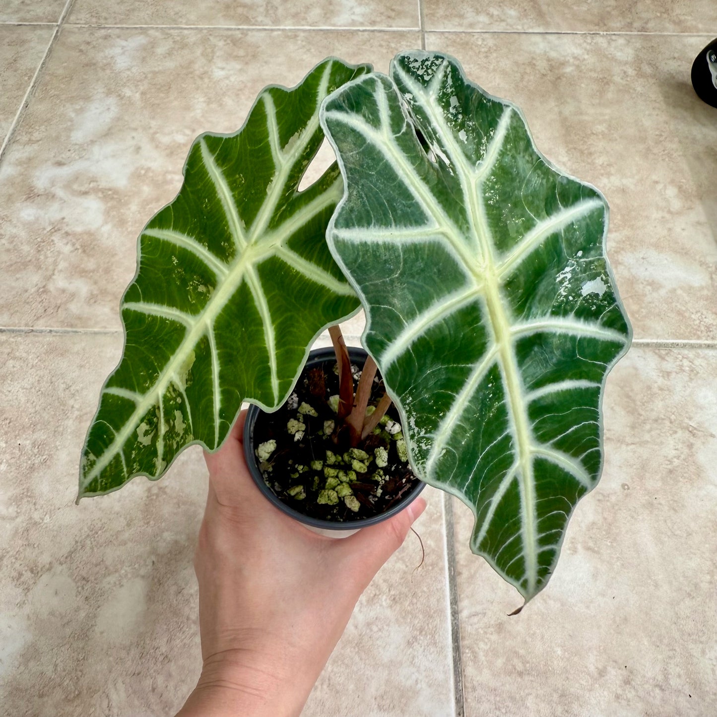 4" Alocasia 'Polly' Pink Variegated - Low Color