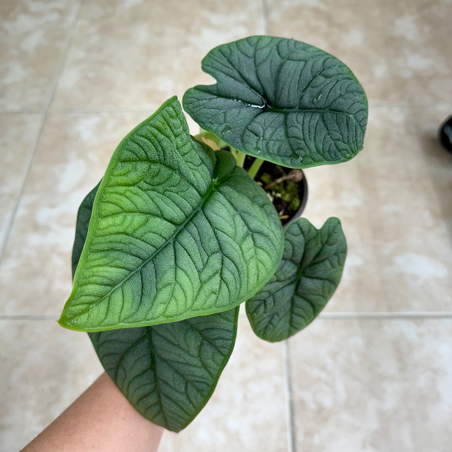 4" Alocasia melo