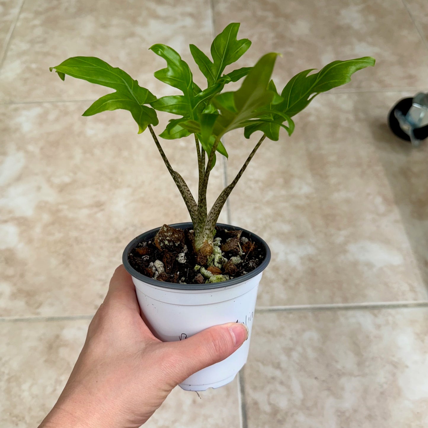 4" Alocasia brancifolia