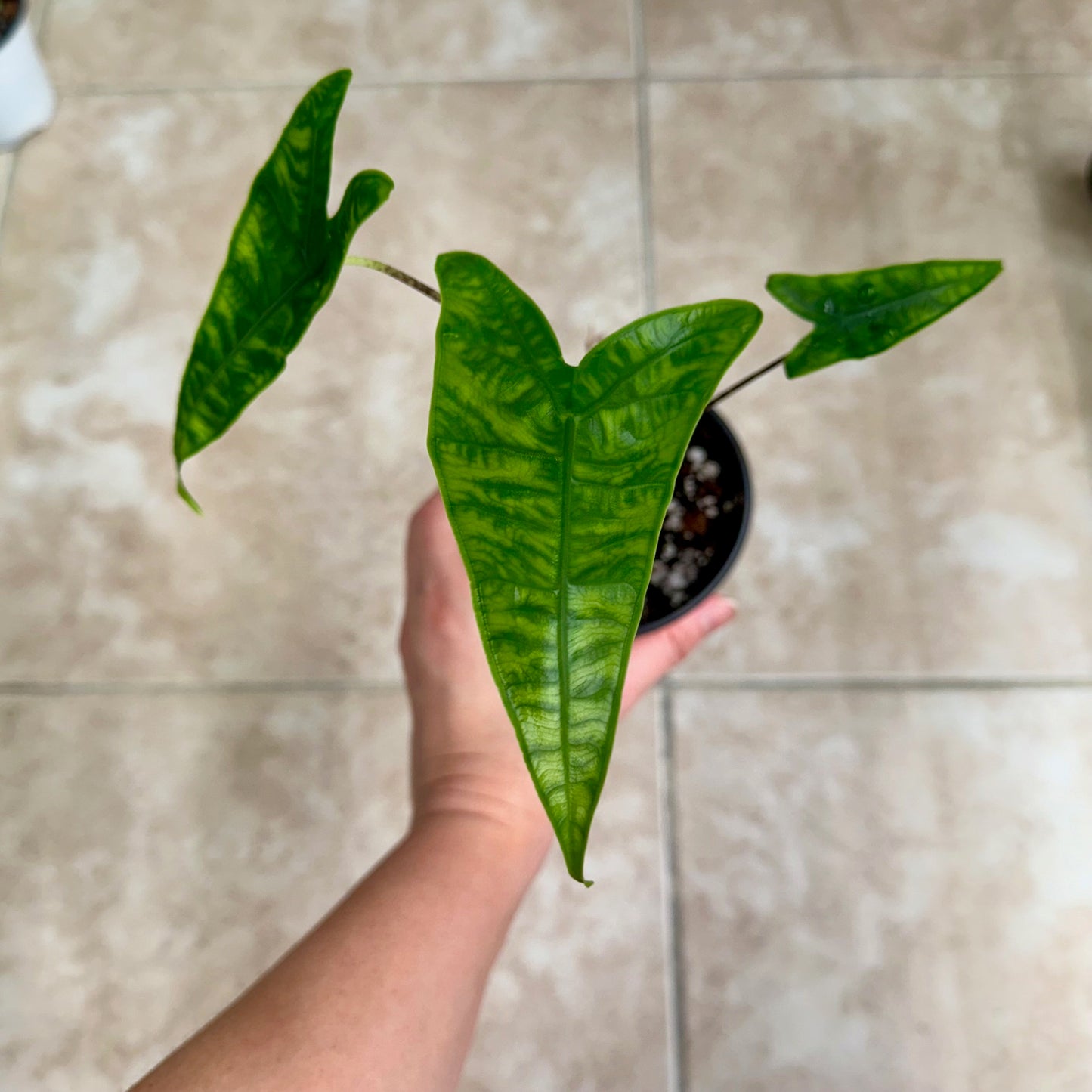 4" Alocasia zebrina reticulata