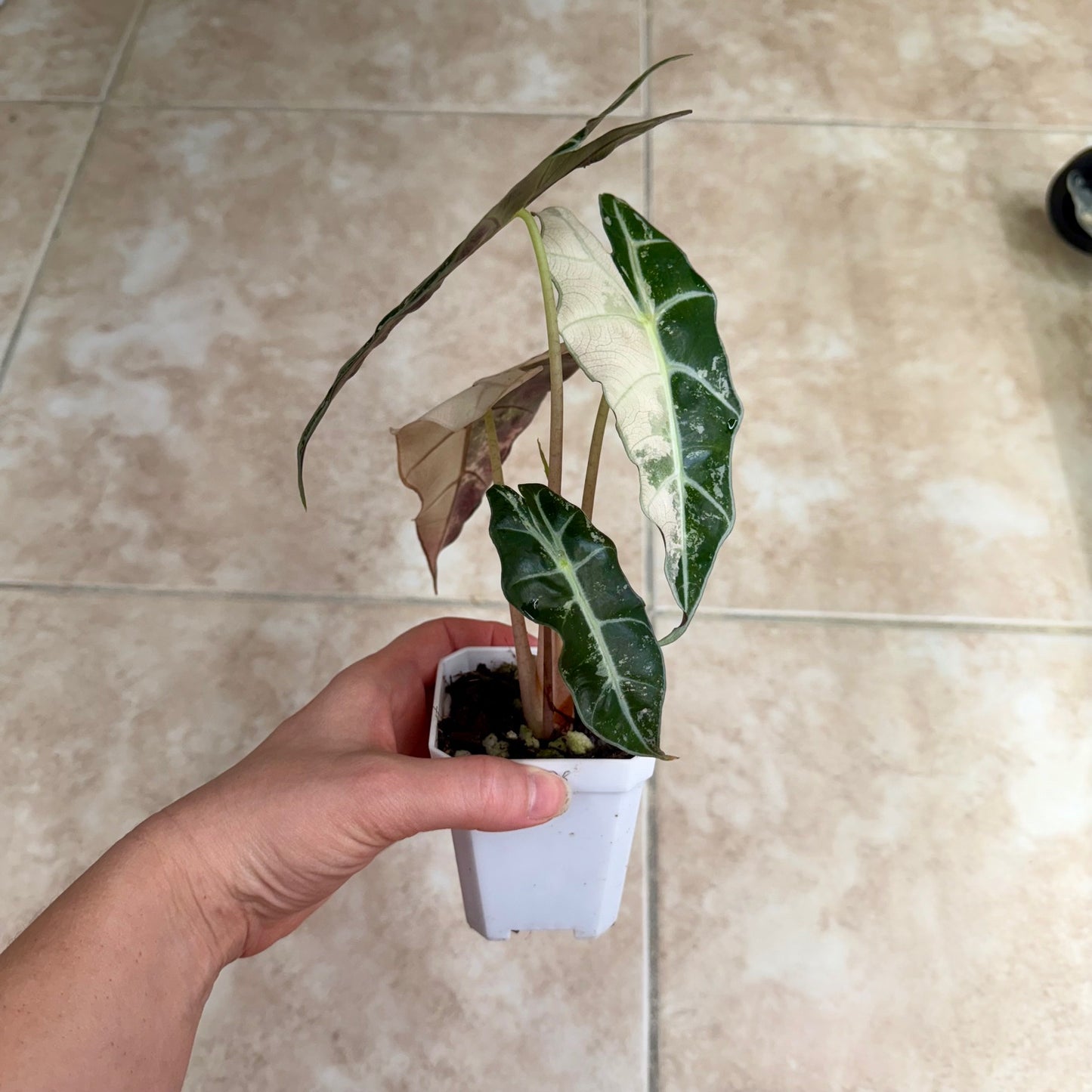 3" Alocasia 'Polly' Pink Variegated (High Color)