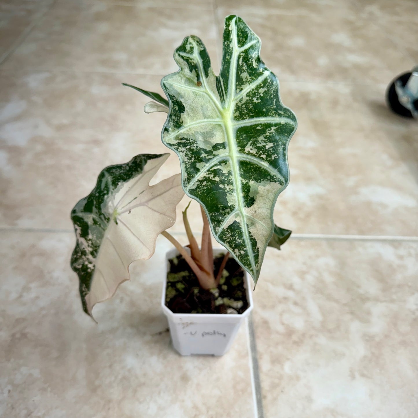 3" Alocasia 'Polly' Pink Variegated (High Color)