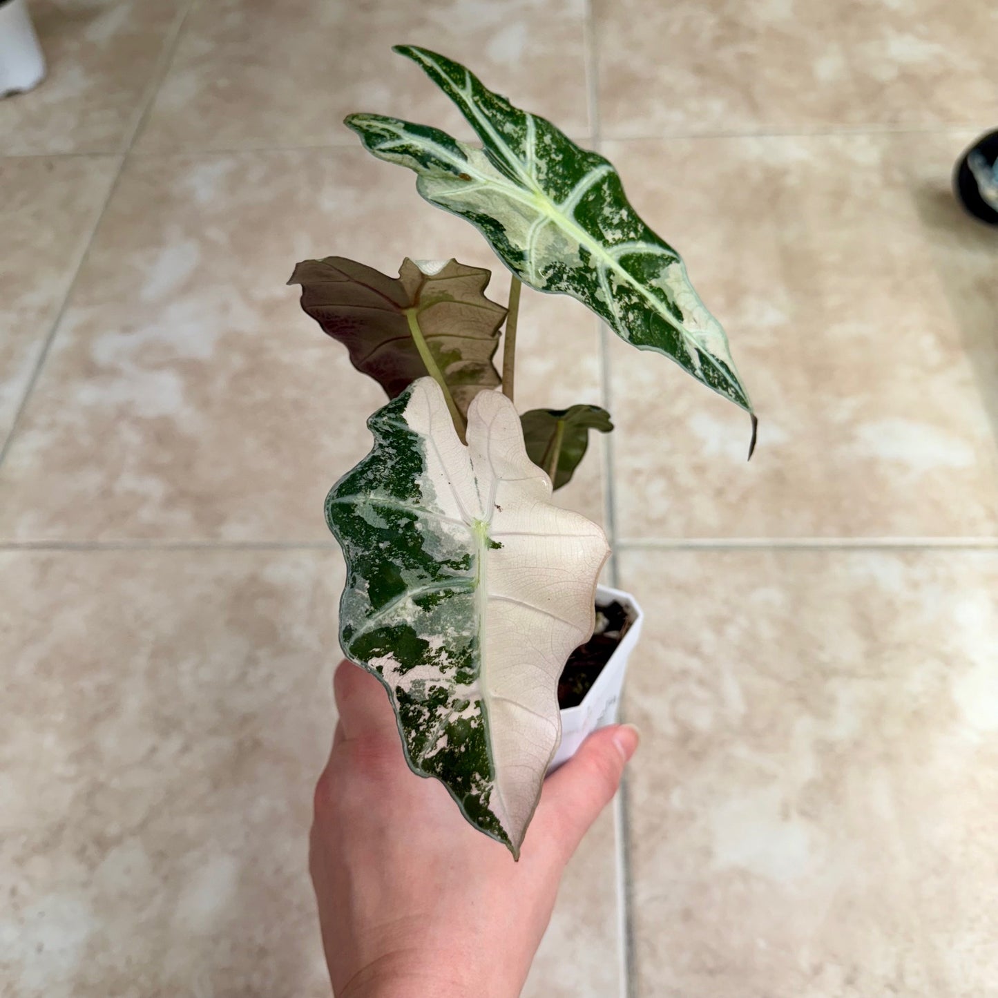 3" Alocasia 'Polly' Pink Variegated (High Color)