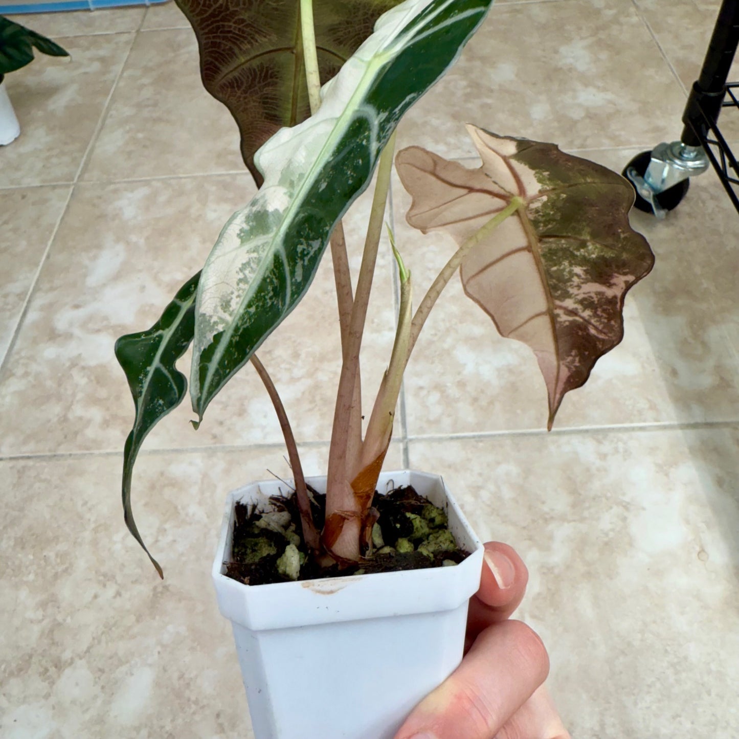 3" Alocasia 'Polly' Pink Variegated (High Color)