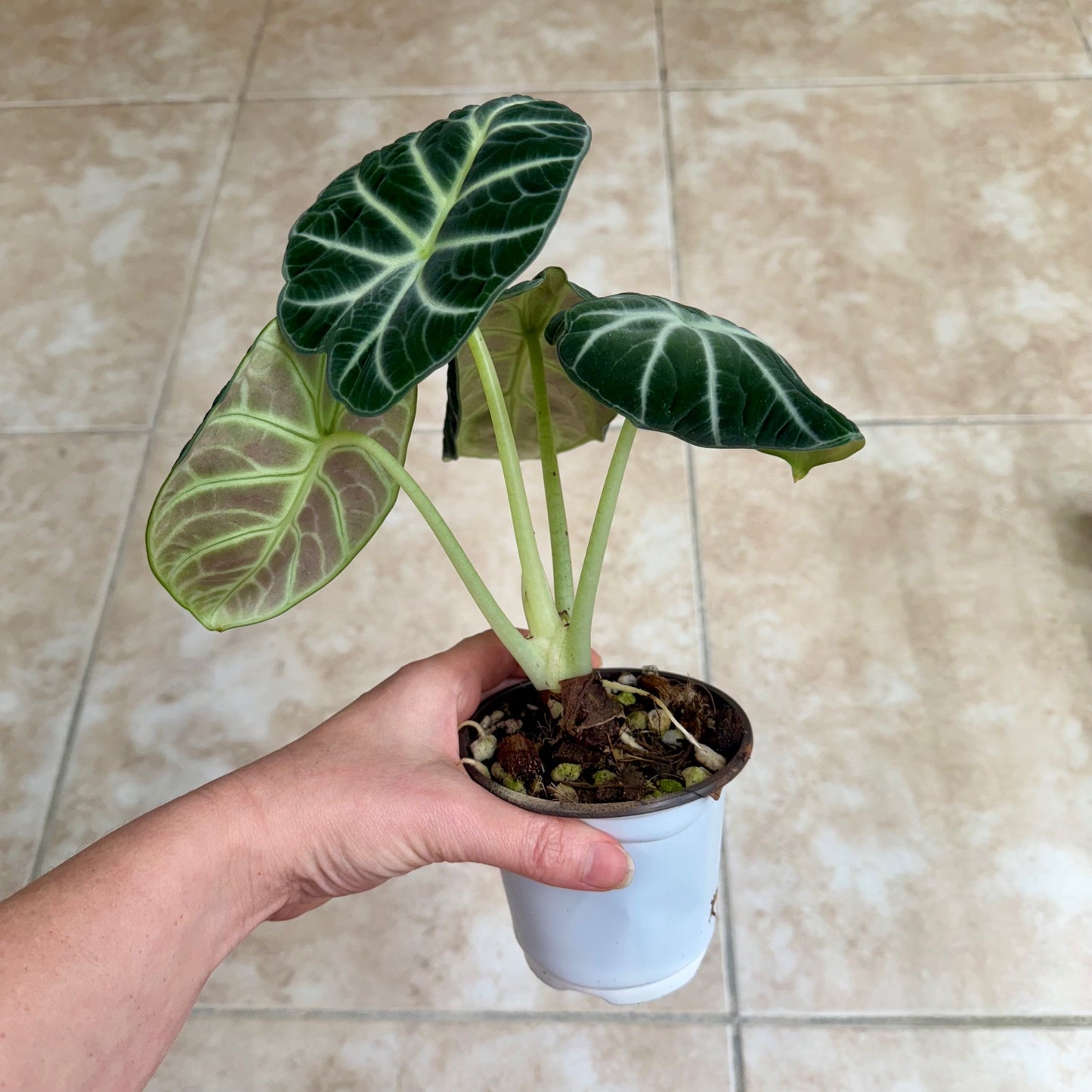 4" Alocasia 'Ninja'