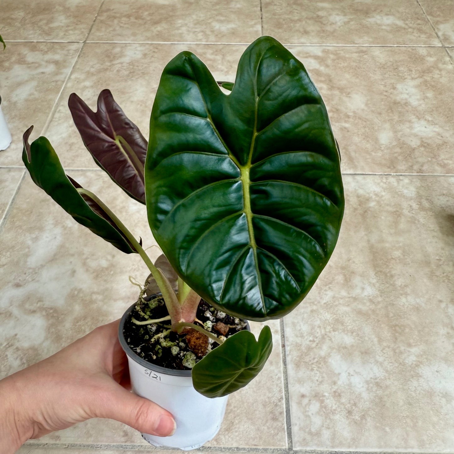 4" Alocasia 'Golden Bone'