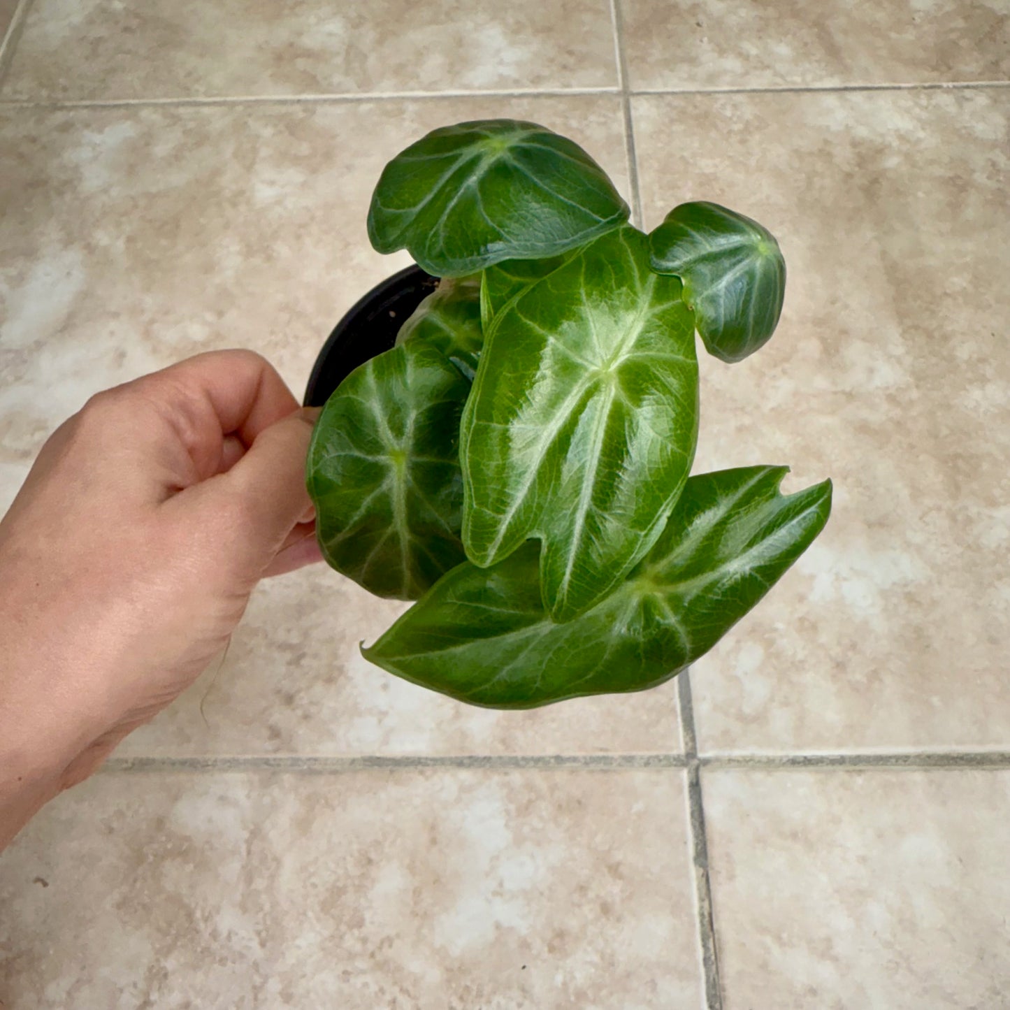 4" Alocasia 'Ivory Coast'