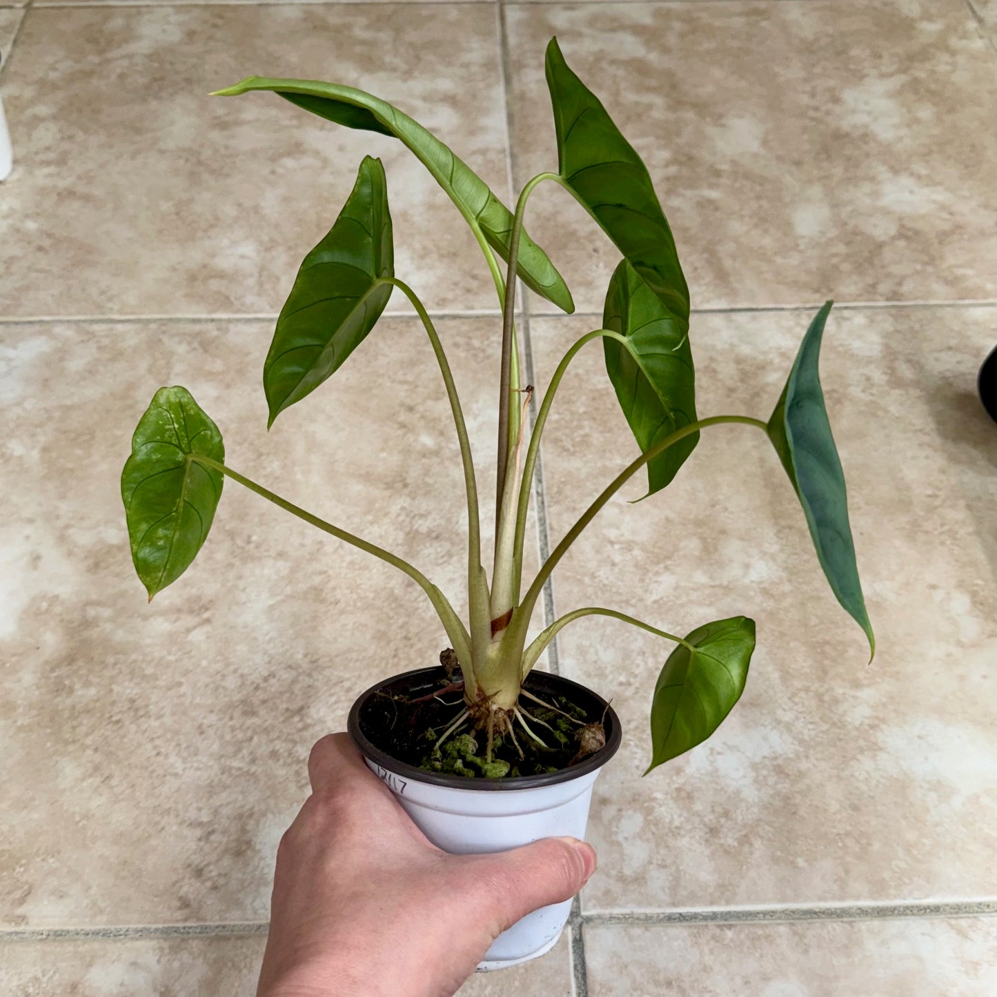 4" Alocasia venusta