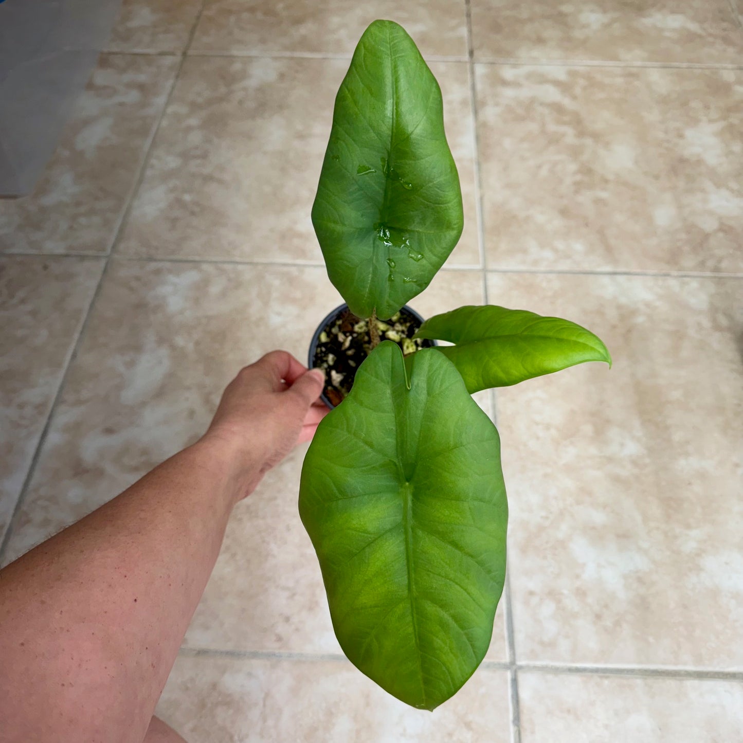 4" Alocasia 'Blue Dragon'