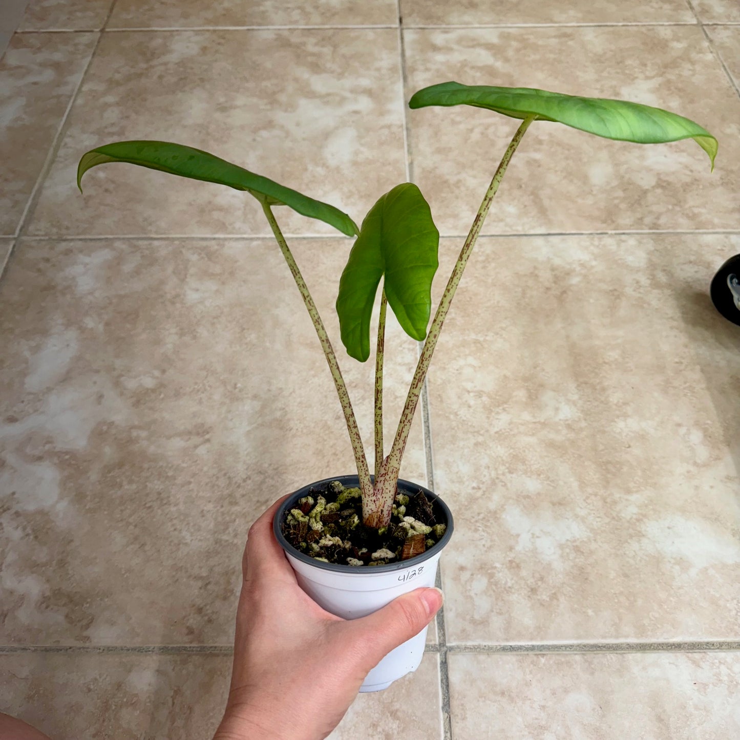4" Alocasia 'Blue Dragon'