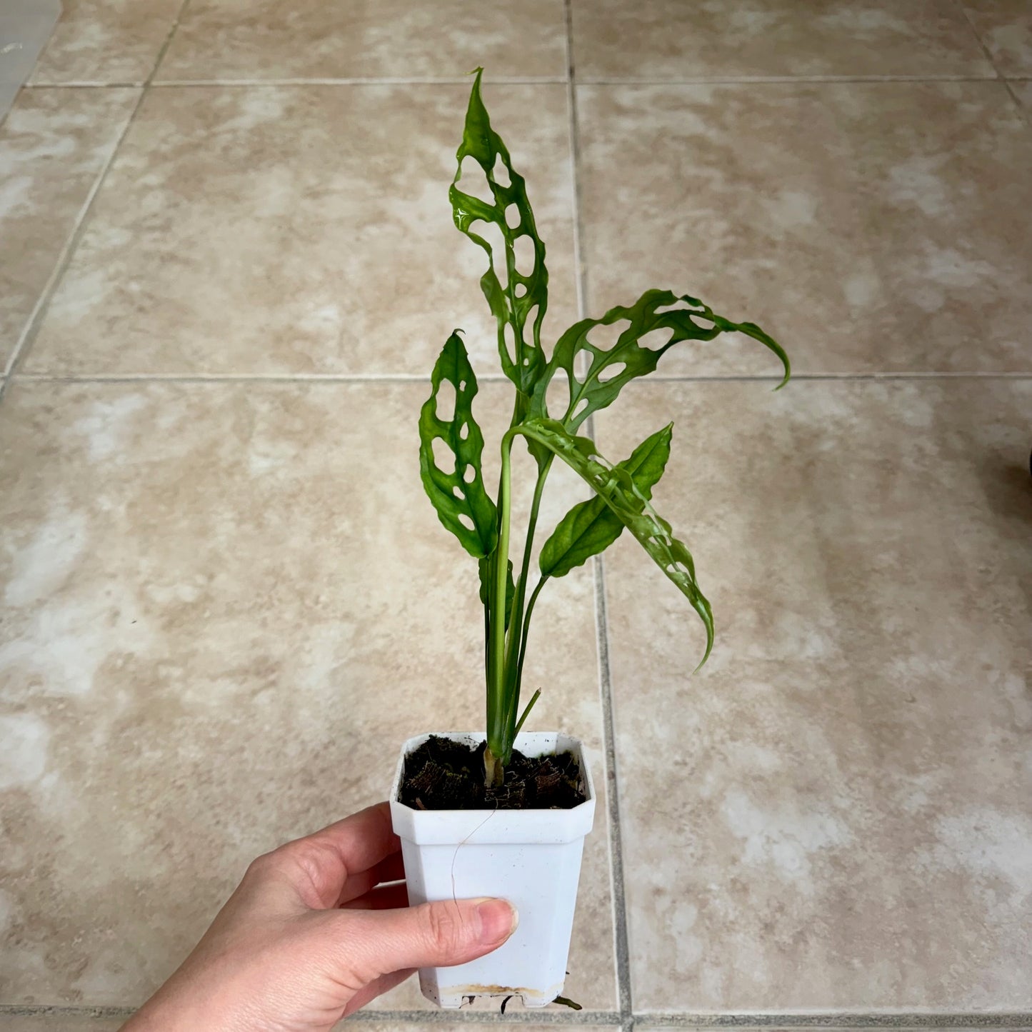 3" Monstera obliqua 'Peru'