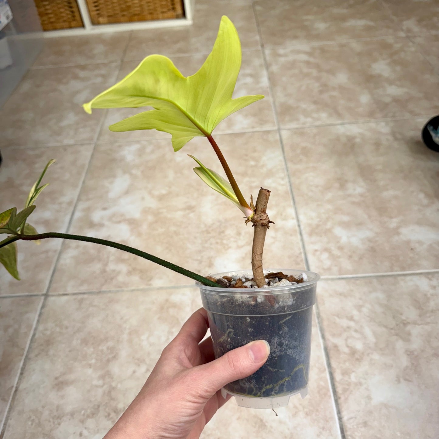 4" Philodendron ‘Florida Beauty’
