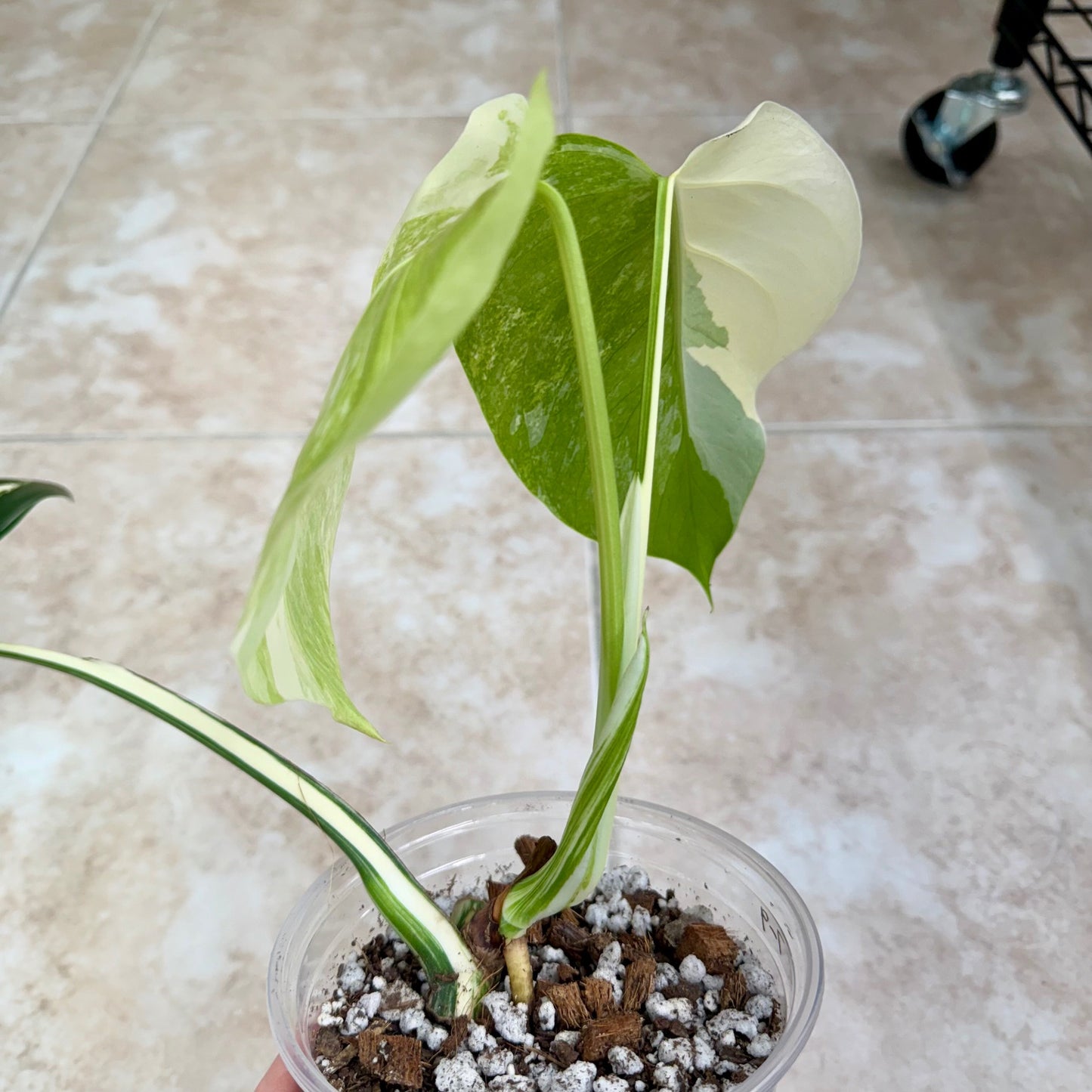 5" Monstera borsigiana ‘Albo Variegata’