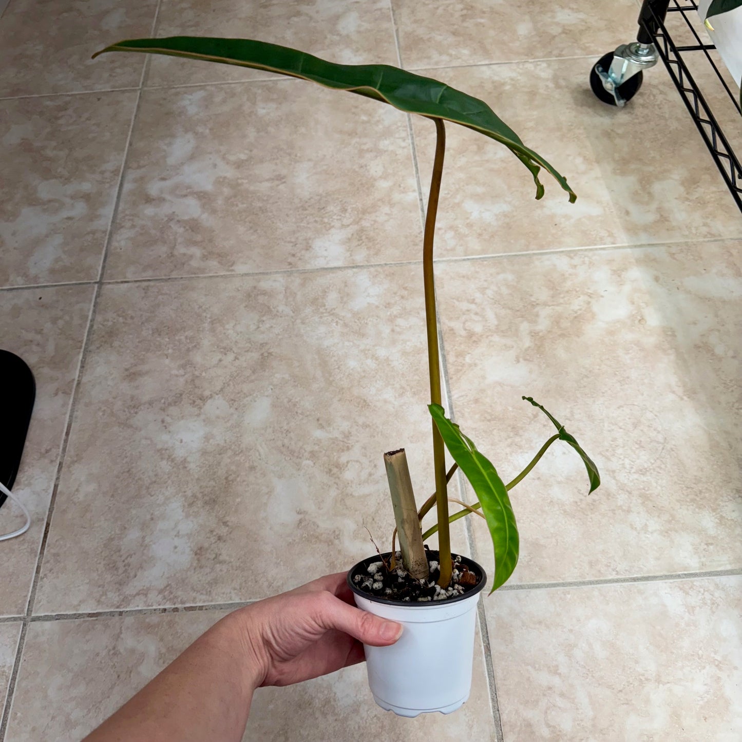 4" Philodendron billietiae
