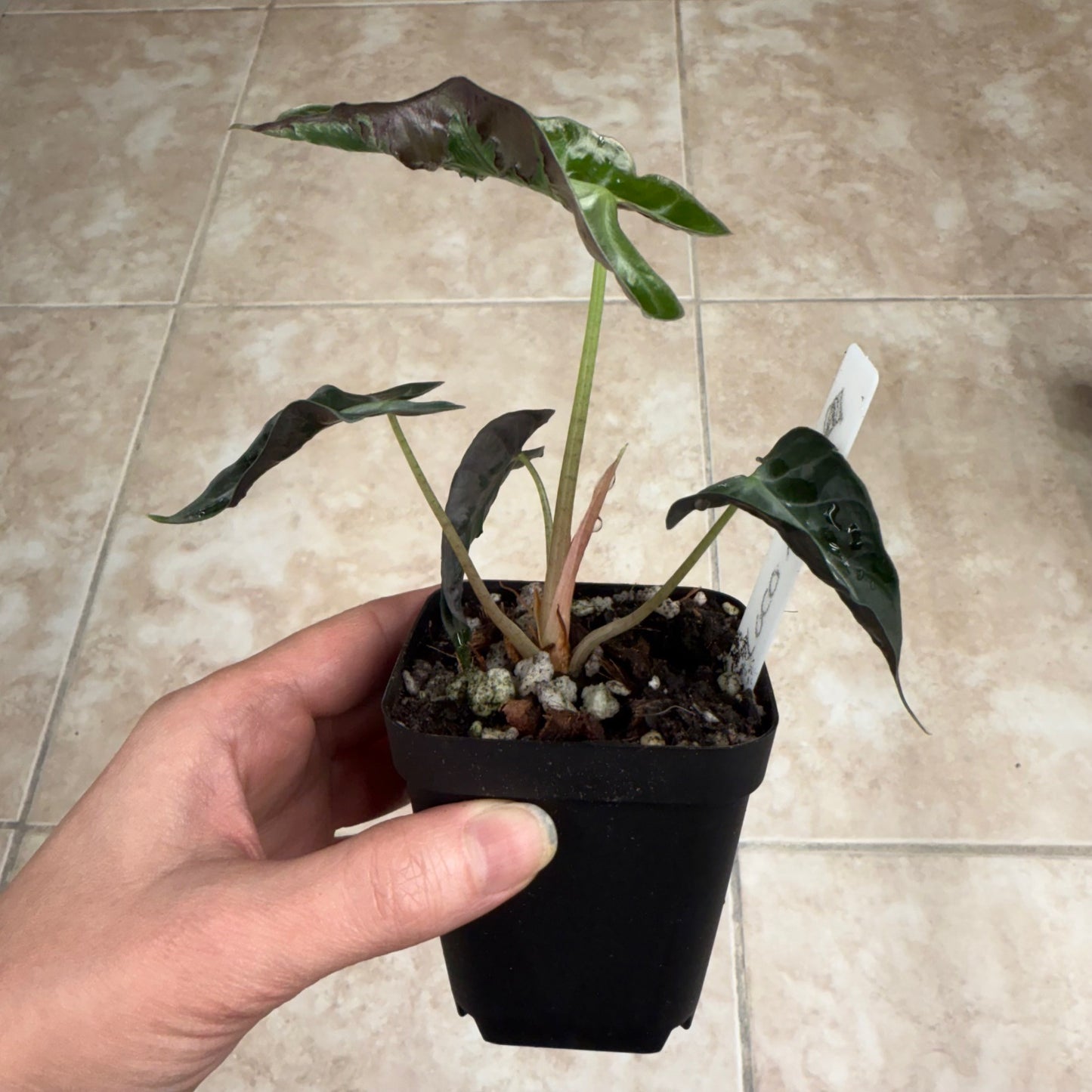 Alocasia ‘Loco’ rare tropical aroid with crinkled leaves