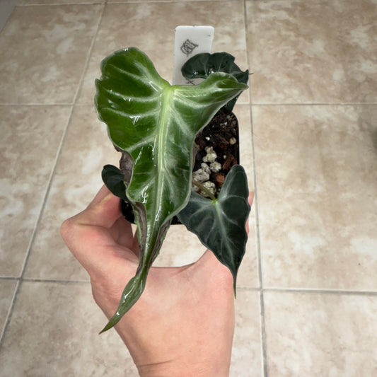 Hand holding Alocasia ‘Loco’ rare tropical aroid with crinkled dark green leaves