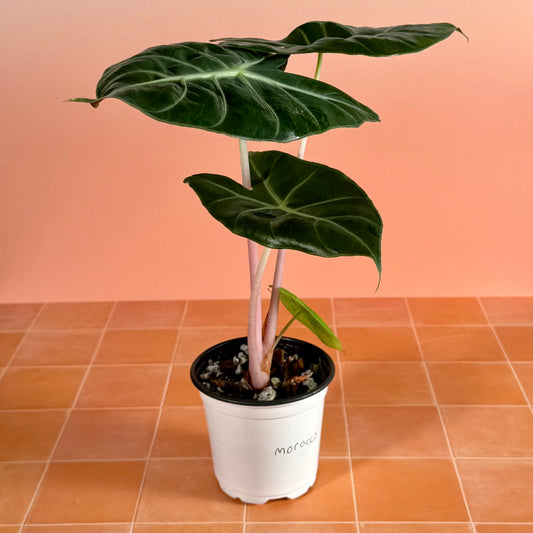 Alocasia ‘Morocco’ in a 4-inch pot with dark green arrow-shaped leaves and pink petioles.
