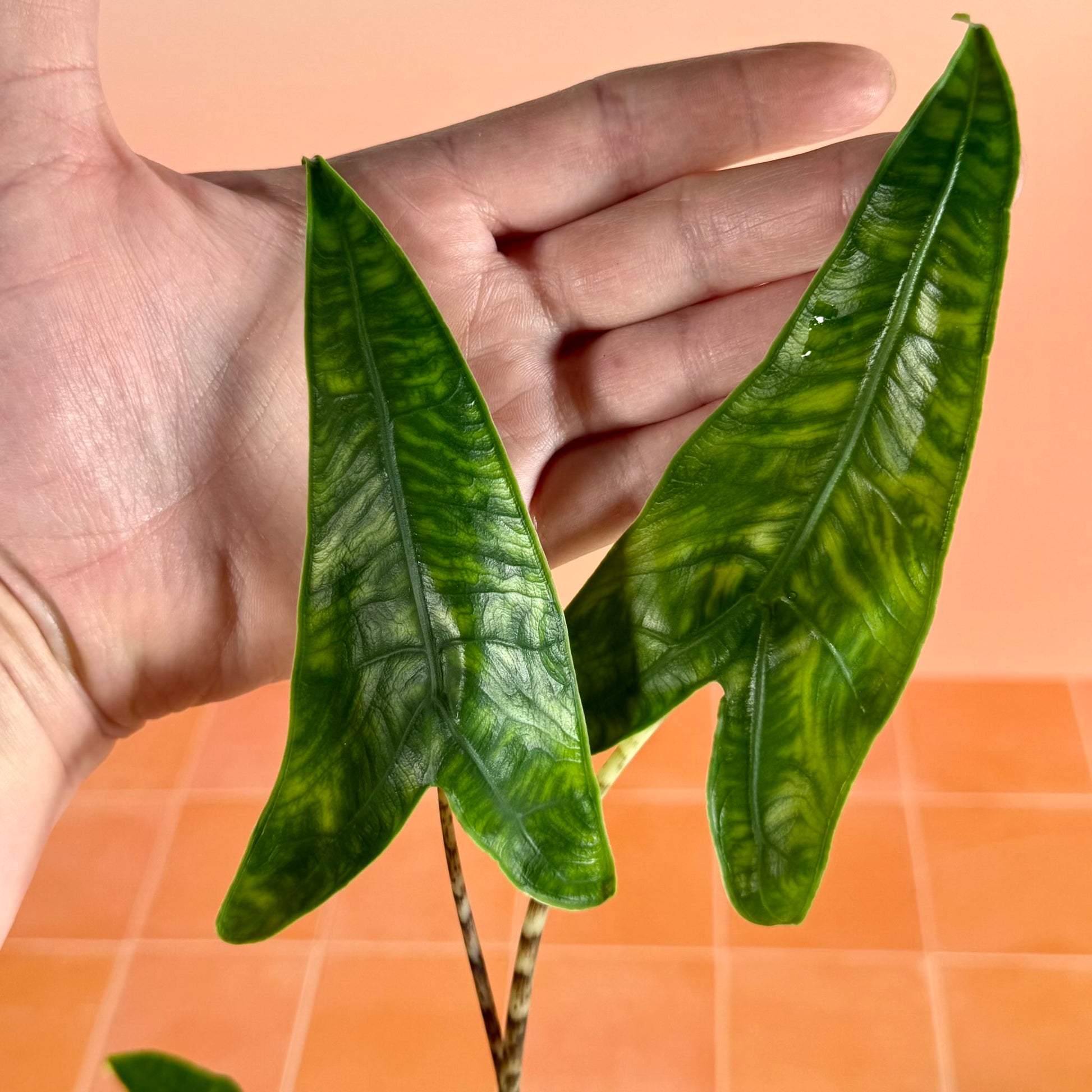 4-inch Alocasia zebrina reticulata showing upright growth and distinctive patterned stems.