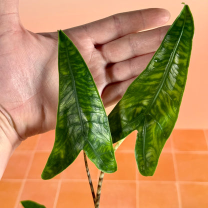 4-inch Alocasia zebrina reticulata showing upright growth and distinctive patterned stems.