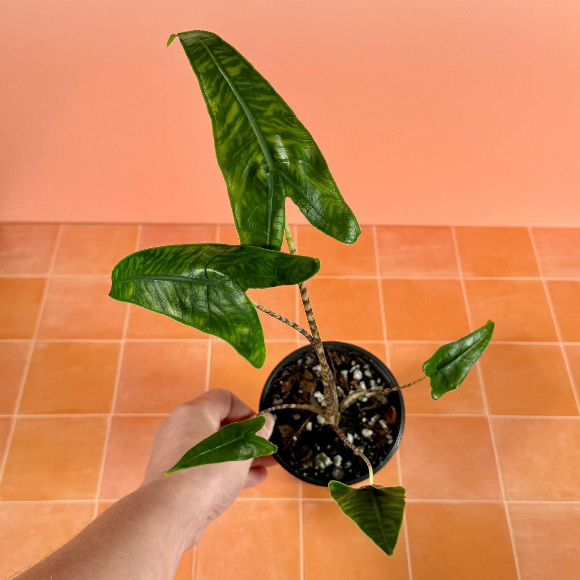 4-inch Alocasia zebrina reticulata showing upright growth and distinctive patterned stems.