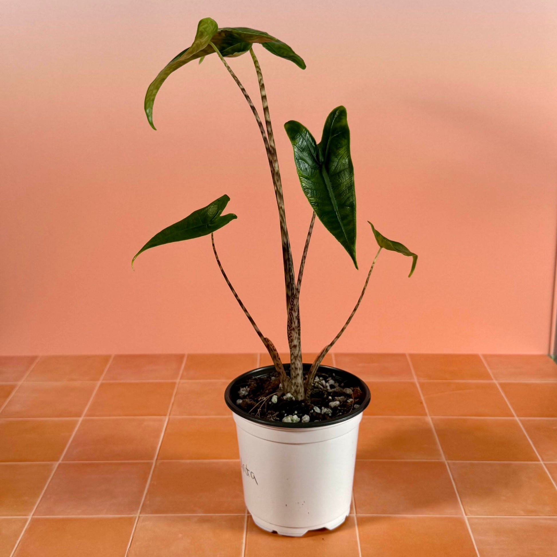 4-inch Alocasia zebrina reticulata showing upright growth and distinctive patterned stems.
