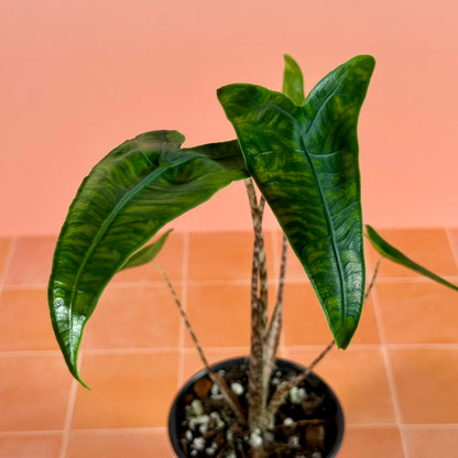 4-inch Alocasia zebrina reticulata showing upright growth and distinctive patterned stems.