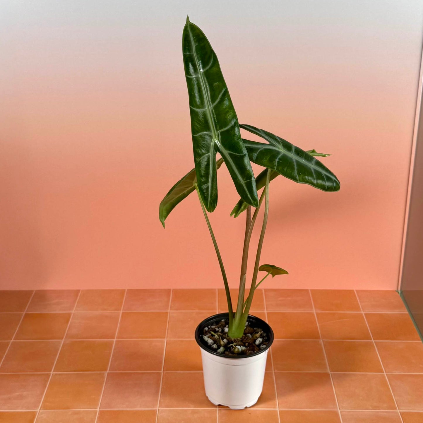 Alocasia longiloba in a 4-inch pot with elongated arrow-shaped green leaves and soft silver veins.