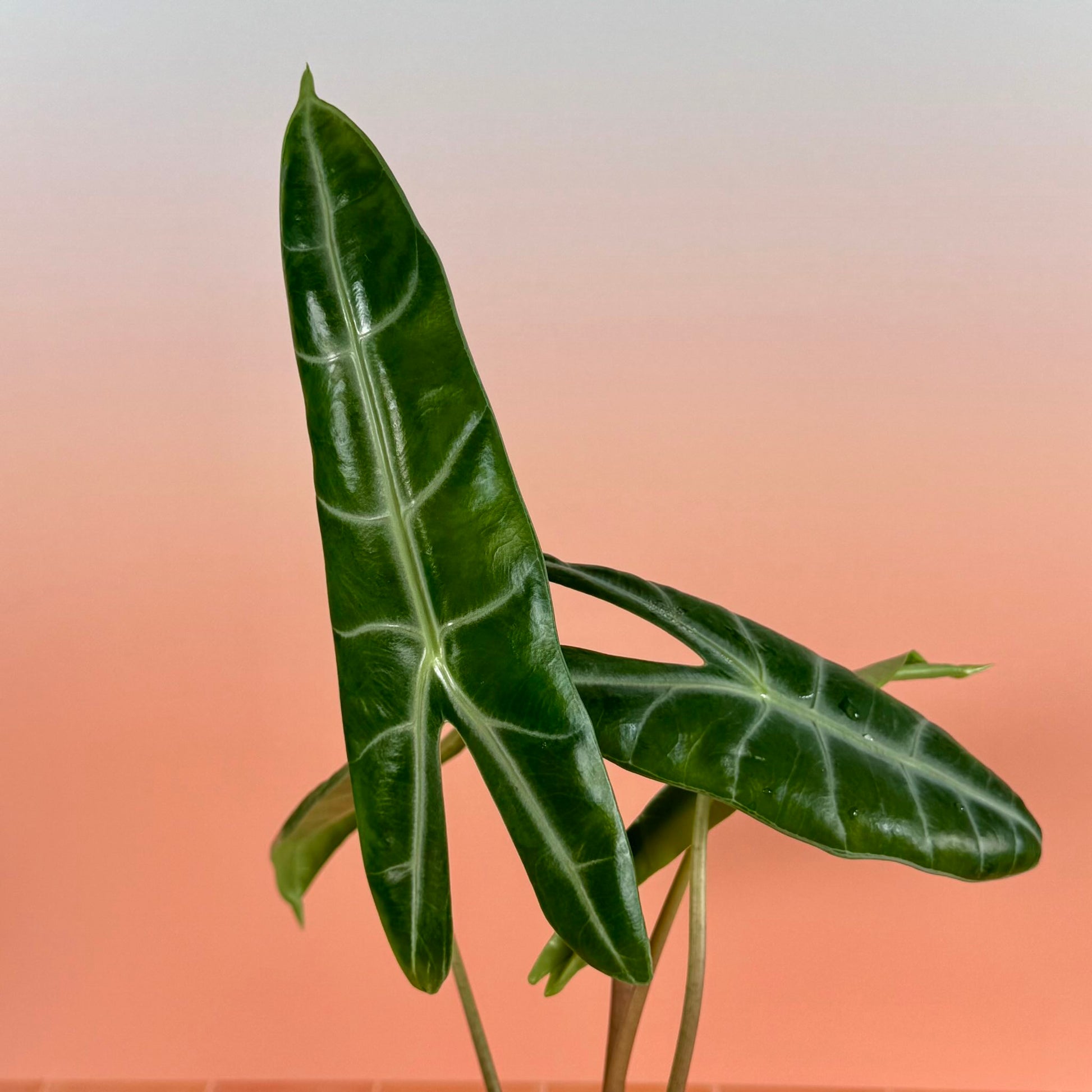 Alocasia longiloba in a 4-inch pot with elongated arrow-shaped green leaves and soft silver veins.