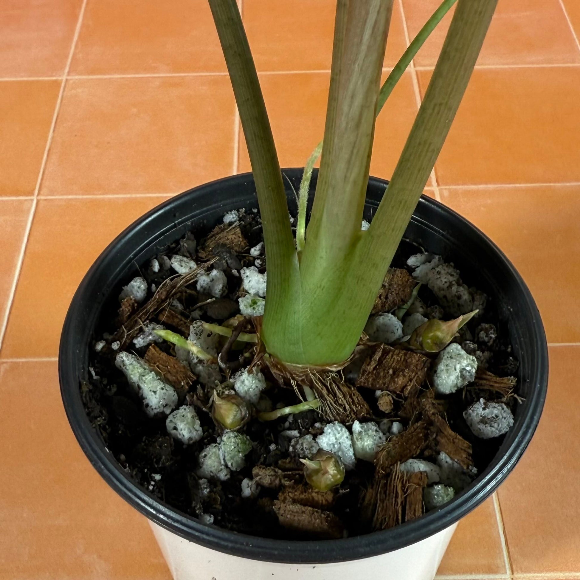 Alocasia longiloba in a 4-inch pot with elongated arrow-shaped green leaves and soft silver veins.