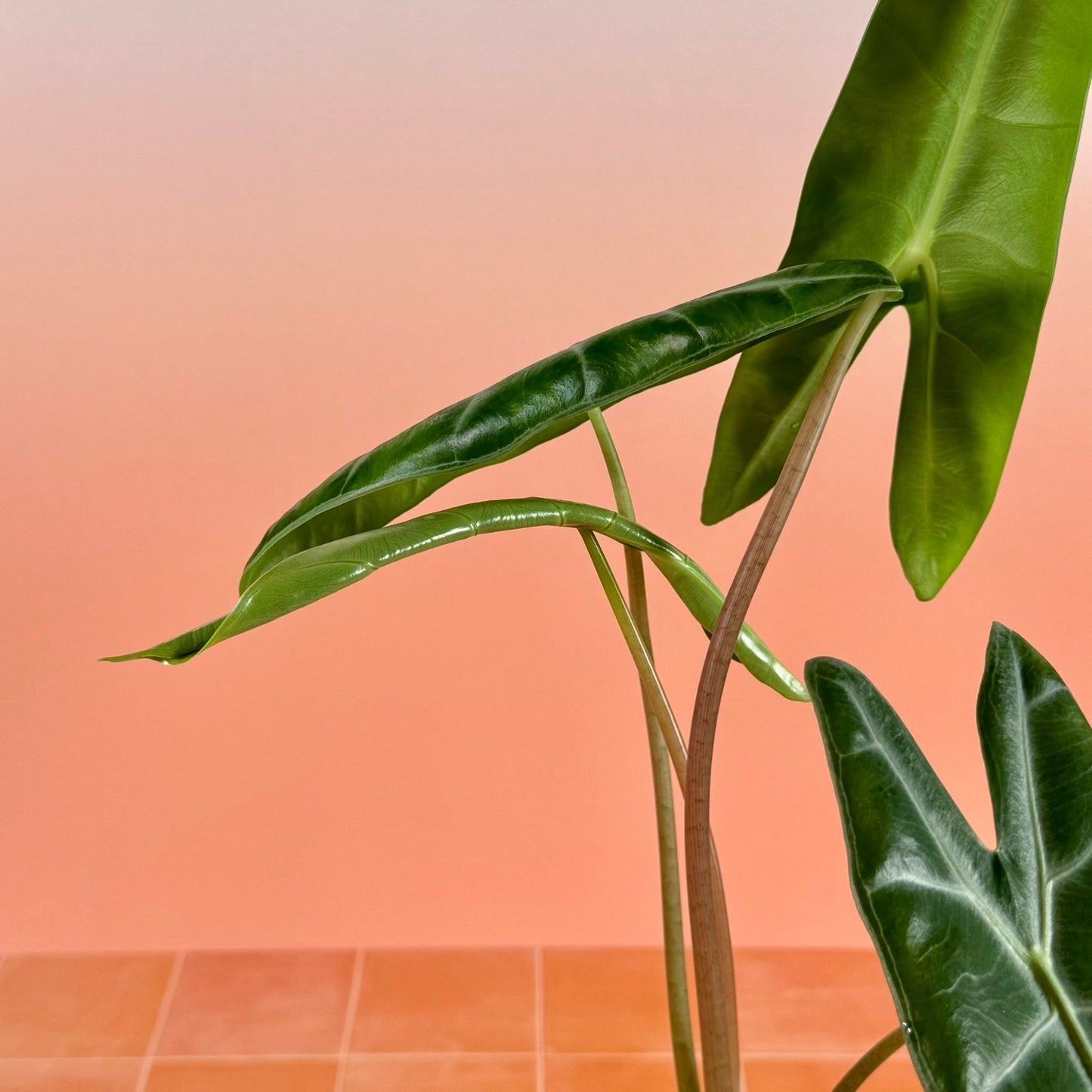 Alocasia longiloba in a 4-inch pot with elongated arrow-shaped green leaves and soft silver veins.
