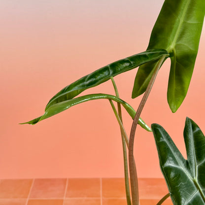 Alocasia longiloba in a 4-inch pot with elongated arrow-shaped green leaves and soft silver veins.