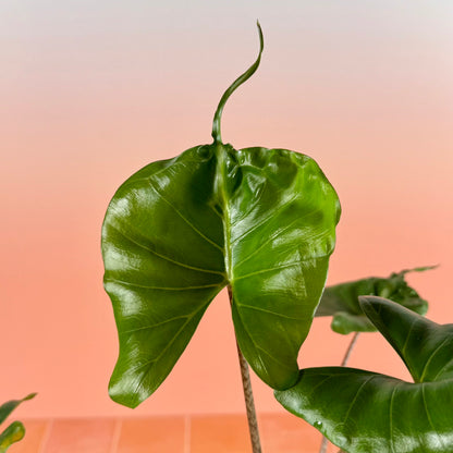 Close-up of Alocasia ‘Stingray’ leaf showing smooth surface, curved lobes, and extended tail-like tip.