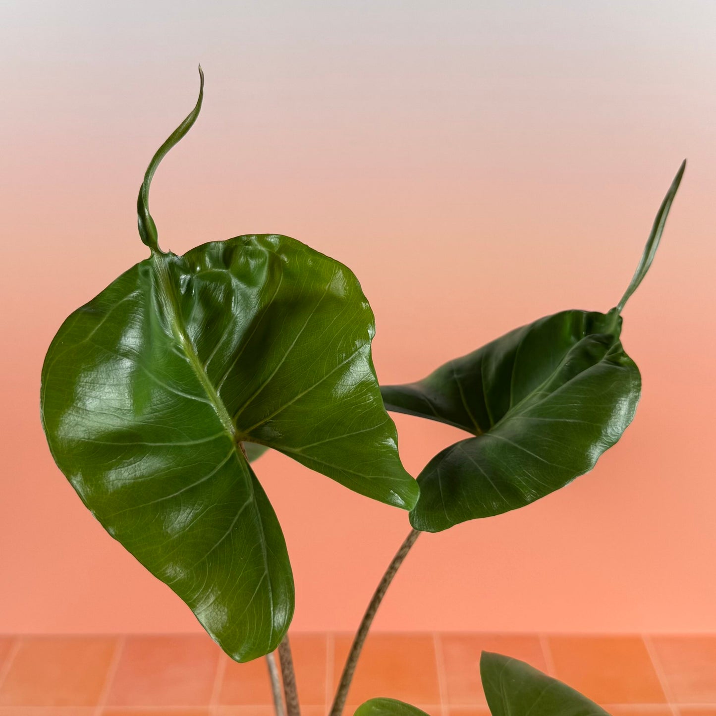 Close-up of Alocasia ‘Stingray’ leaf showing smooth surface, curved lobes, and extended tail-like tip.