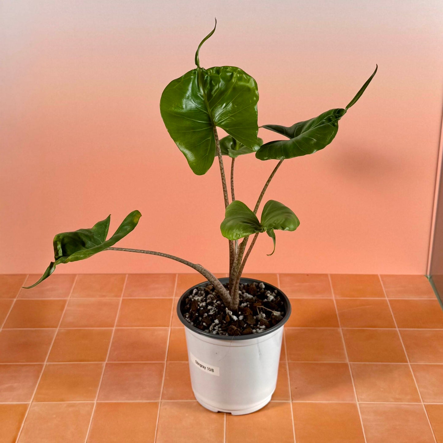 Alocasia ‘Stingray’ in a 5-inch pot with glossy green leaves shaped like stingrays, each ending in a long tail-like tip.